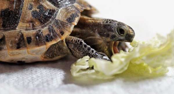 How Do You Prepare Lettuce For Turtles