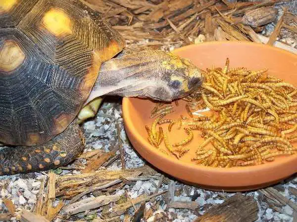 How Do You Prepare Mealworms For Turtles