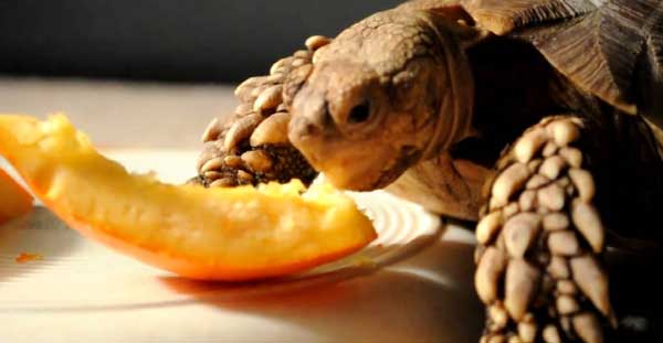 How Do You Prepare Oranges For Turtles