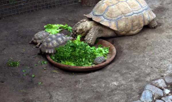 How Do You Prepare Parsley For Turtles