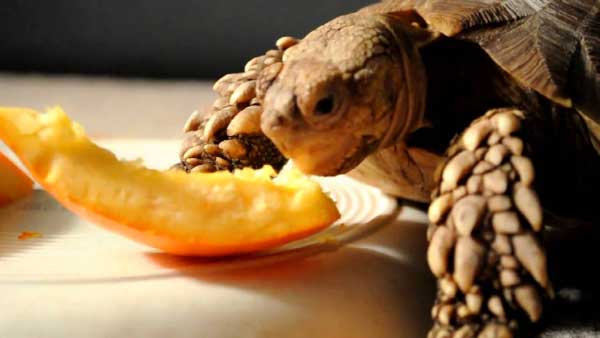 How Do You Prepare Pumpkin For Turtles