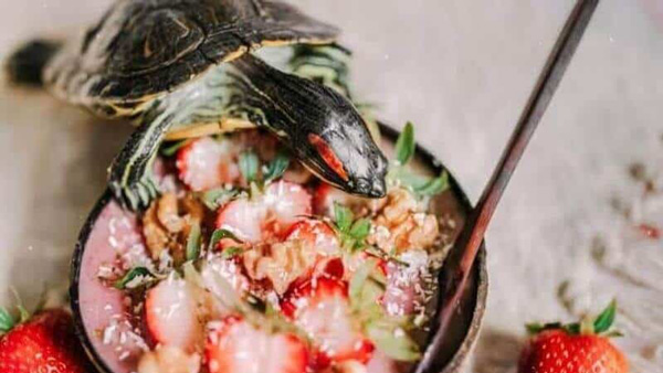 How Do You Prepare Strawberries For Turtles