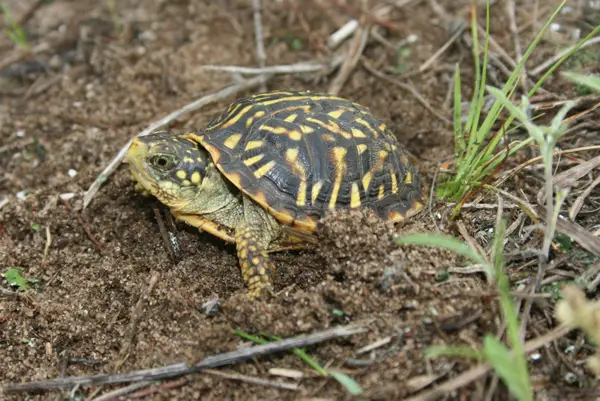 How Many Grasshoppers Should Turtles Eat