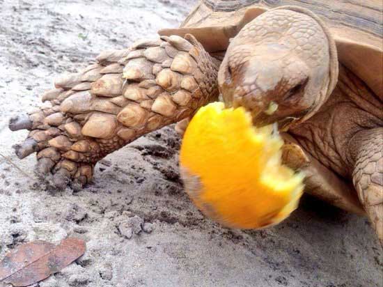 How Many Oranges Should Turtles Eat