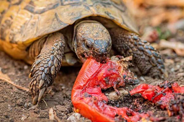 How Many Tomatoes Should Turtles Eat