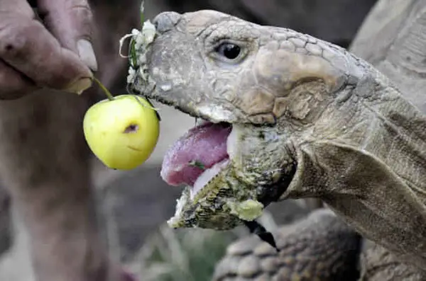 How Much Apple Should Turtles Eat