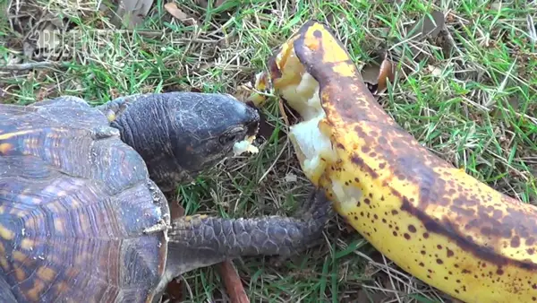 How Much Bananas Should Turtles Eat