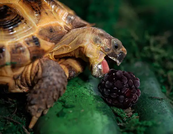 How Much Blackberries Should Turtles Eat