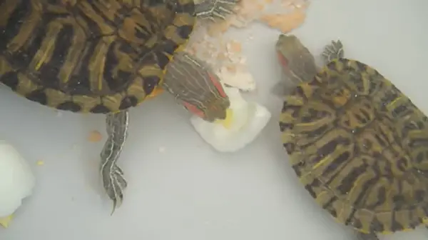 How Much Boiled Eggs Should Turtles Eat