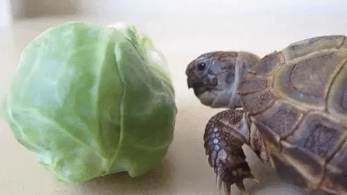 How Much Brussels Sprouts Should Turtles Eat