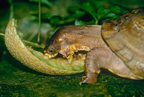 How Much Cantaloupe Fruits Should Turtles Eat