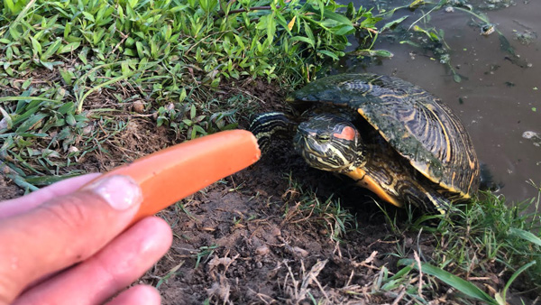 How Much Carrots Should Turtles Eat