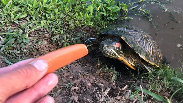 How Much Carrots Should Turtles Eat