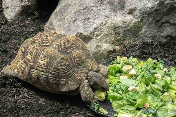 How Much Celery Should Turtles Eat