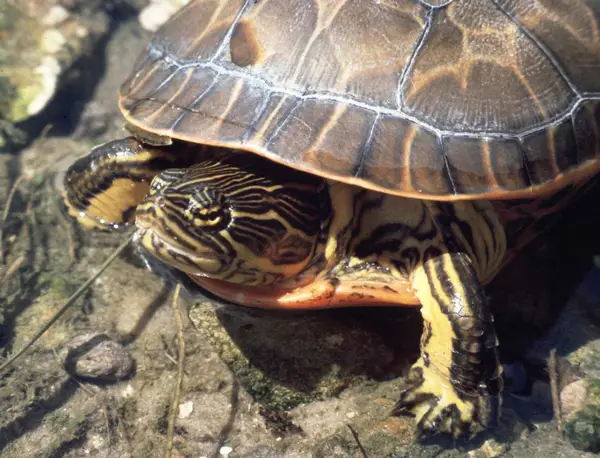 How Much Chicken Should Turtles Eat