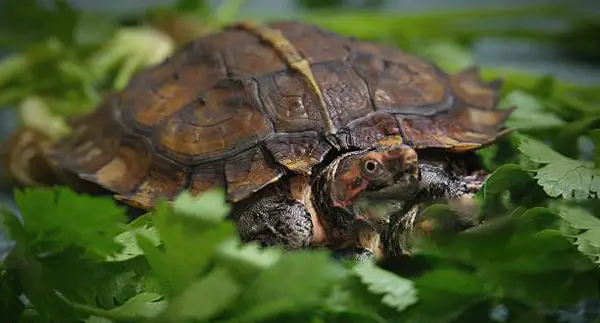 How Much Cilantro Should Turtles Eat