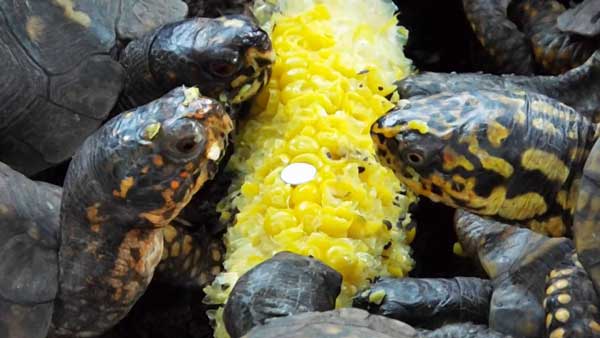 How Much Corn Should Turtle Eat