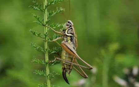 How Much Crickets Should Turtles Eat