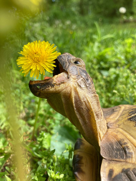 How Much Dandelions Should Turtles Eat