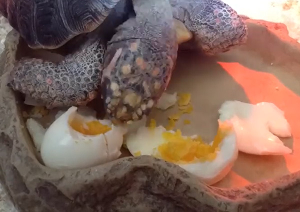 How Much Eggs  Should Turtles Eat