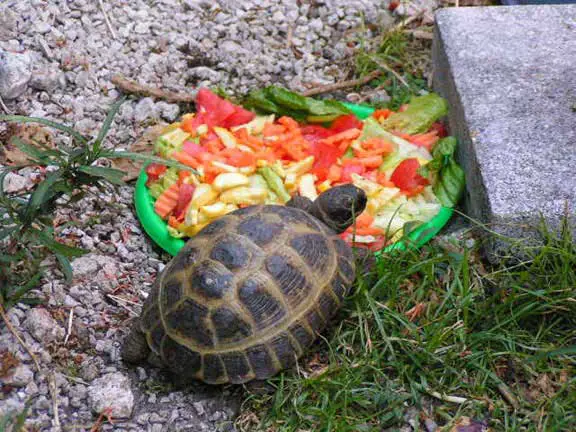 How Much Fruits Should Turtles Eat