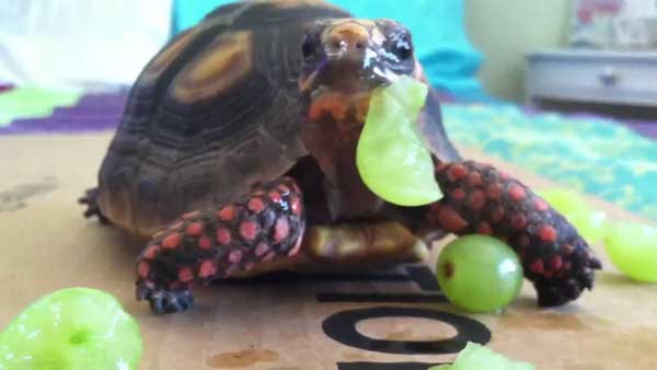How Much Grapes Should Turtles Eat