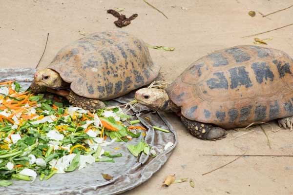 How Much Kiwi Should Turtles Eat