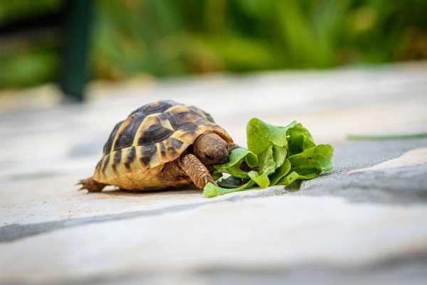 How Much Lettuce Should Turtles Eat