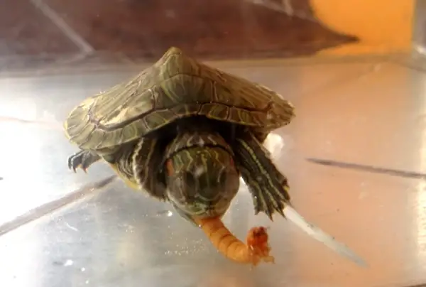 How Much Mealworms Should Turtles Eat