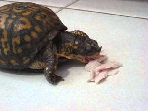 How Much Meat Should Turtles Eat