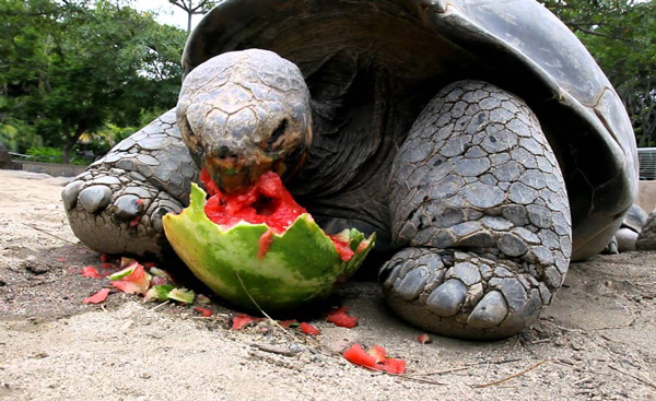 How Much Of Watermelon Should Turtles Eat