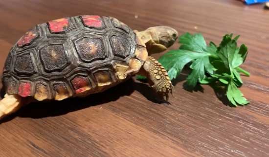 How Much Parsley Should Turtles Eat