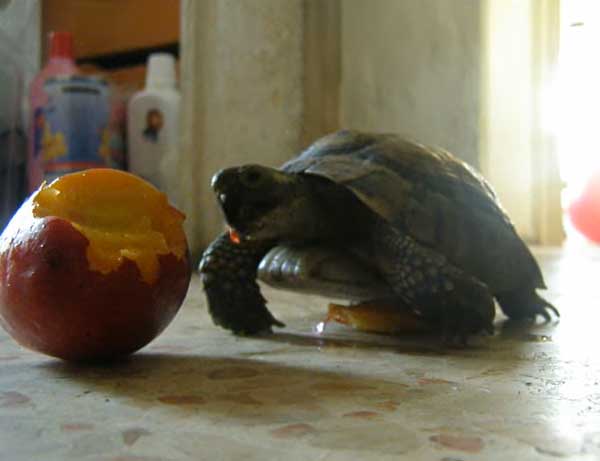 How Much Peaches Should Turtles Eat