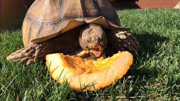 How Much Pumpkin Should Turtles Eat