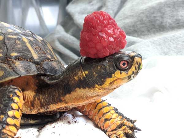 How Much Raspberries Should Turtles Eat