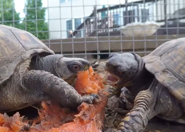 How Much Salmon Should Turtles Eat