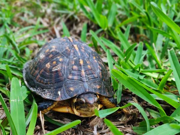 How Much Shrimp Should Turtles Eat