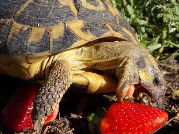 How Much Strawberries Should Turtles Eat