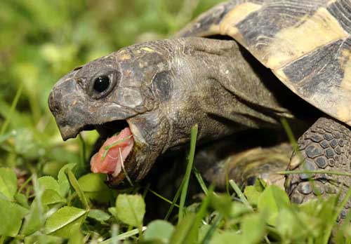 How Much Turkey Should Turtles Eat