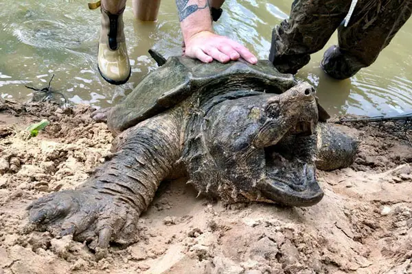 Is It Safe To Keep An Alligator Snapping Turtle As A Pet