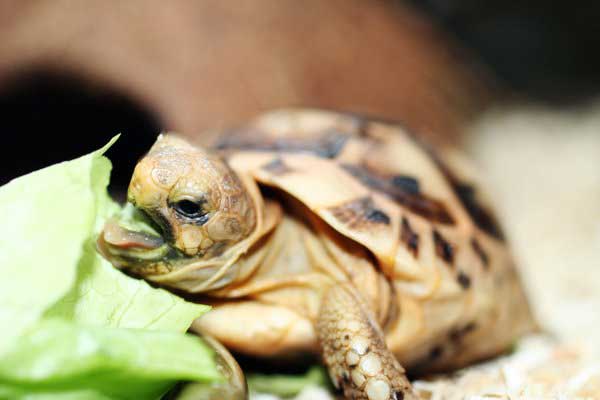 Lettuce For Turtles