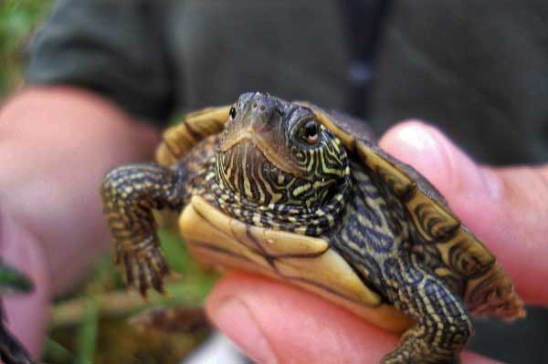 Mississippi Map Turtles Bite