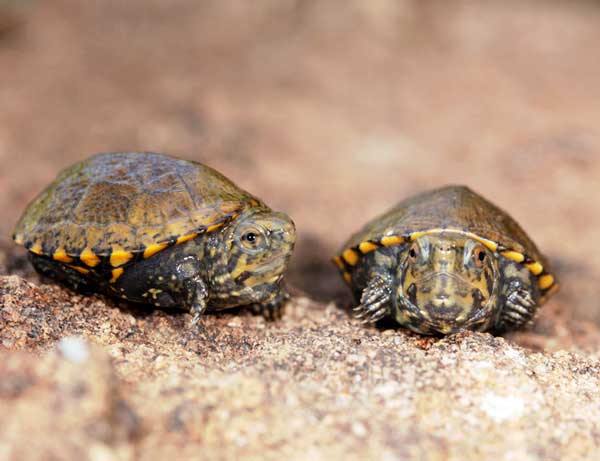 Mud Turtles Bite