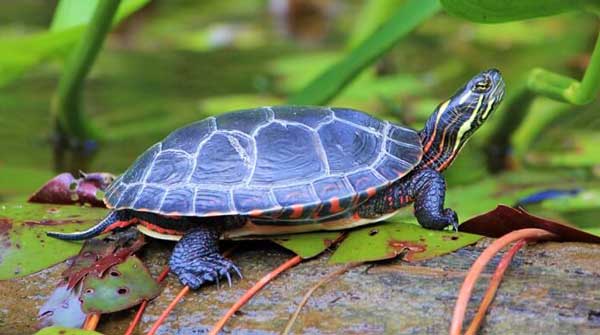 Painted Turtles