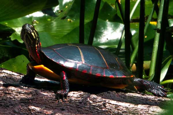 Painted Turtles