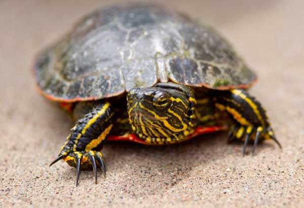 Painted Turtles Eat Fish Food