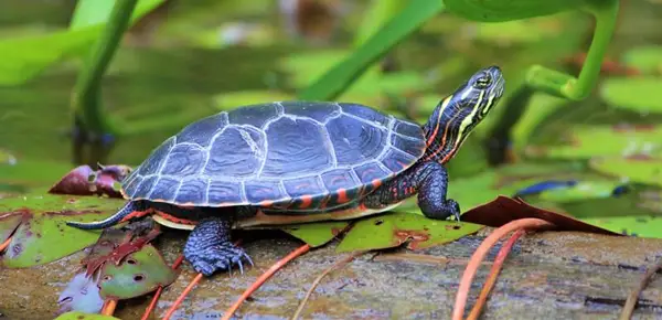 Painted Turtles Eat Meat