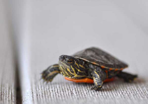 Painted Turtles Eat Peaches