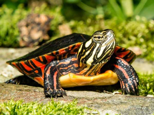 Can Painted Turtles Eat Spinach