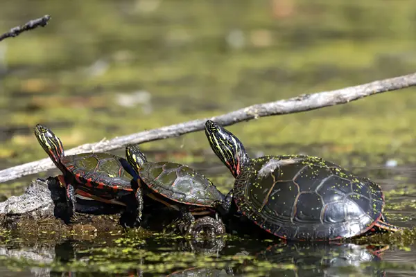 Painted Turtles Eat Strawberries